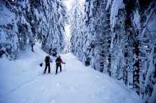 Cross country skiing through the trees in Argentiere's winter wonderland