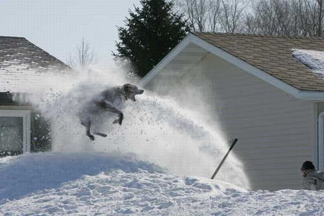 Dog helping clear snow